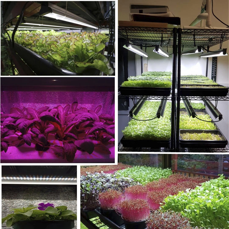 hydroponics microgreen seeds growing light plant propagation trays